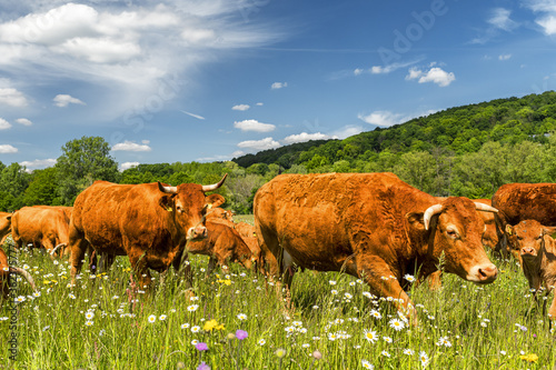 Vorbeiziehende Rinderherde mit Kälbchen auf der Weide
