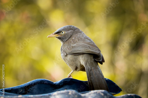 bird on a fence