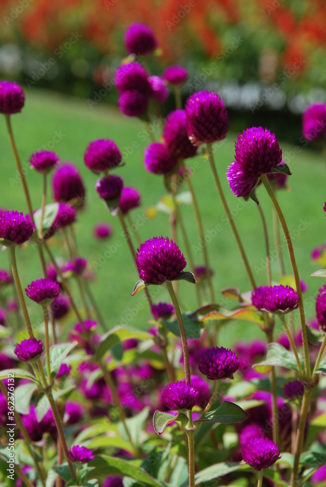 Beautiful flowers of Turkey Beautiful flowers of Turkey