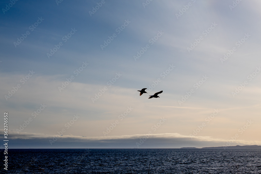 Couple seagulls flying over sunset