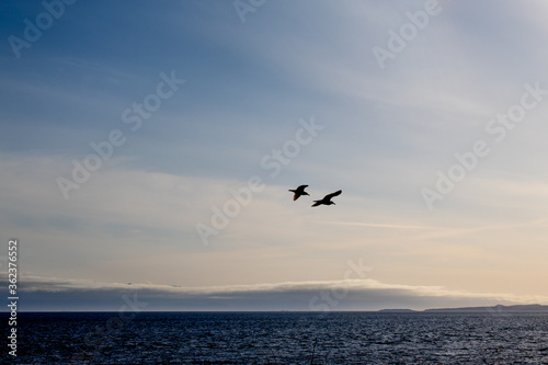 Couple seagulls flying over sunset