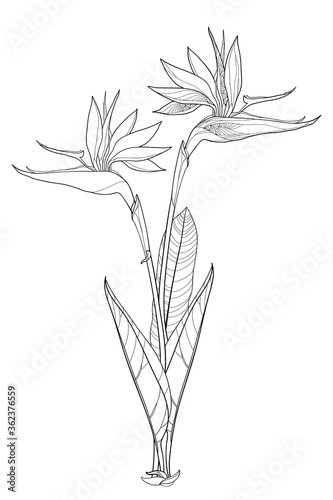 Bunch of outline tropical Strelitzia reginae or bird of paradise flower and ornate leaf in black isolated on white background. 