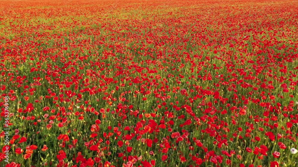 4k Flying over a colorful field of blooming wild poppies. Beautiful field of blooming red poppies. Poppy field. 4k Flying over a colorful field of blooming wild poppies. Beautiful field of blooming red poppies. Poppy field.