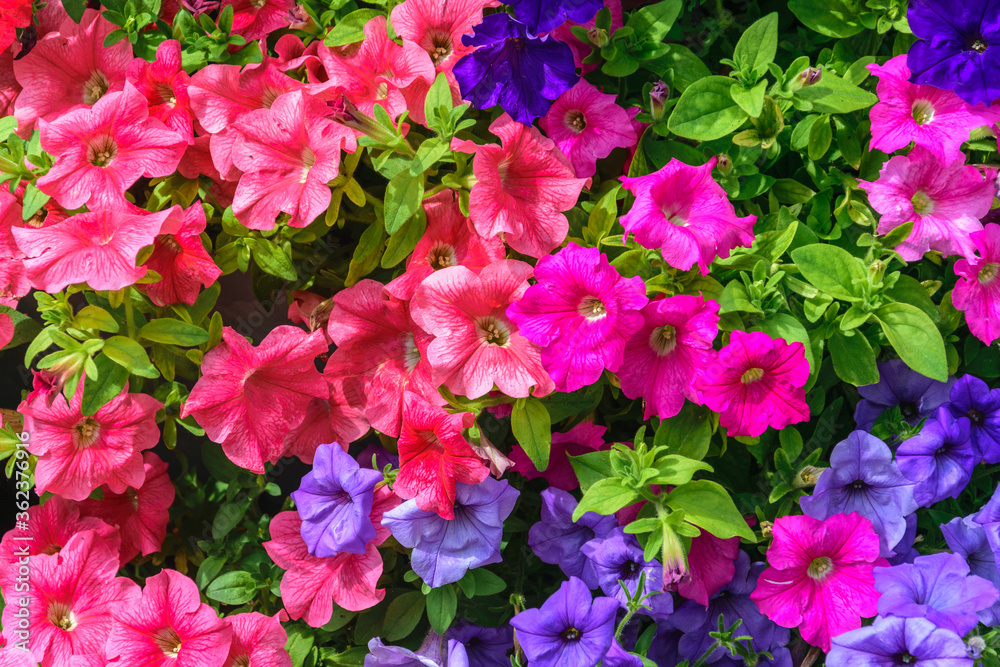 A background of vibrant pink, raspberry and blue petunias is the perfect decoration for the garden. A background of vibrant pink, raspberry and blue petunias is the perfect decoration for the garden.