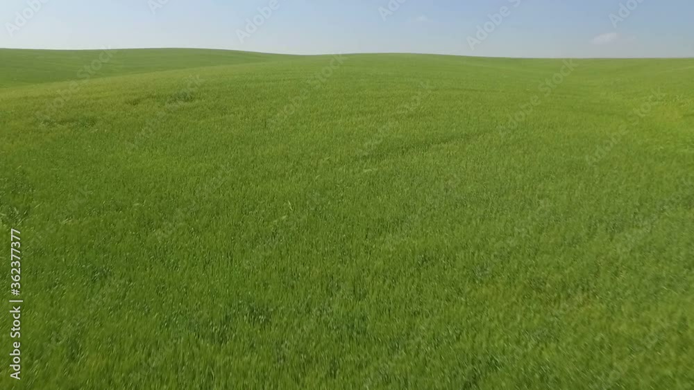Flt over the green wheat field - Summer landscape with green grass Flt over the green wheat field - Summer landscape with green grass