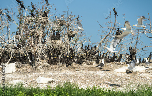 Colony of great cormorants (Phalacrocorax carbo) in Estonian coastal islet. Intensively growing invasion  of hungry seabirds. Land is covered with bird droppings (Guano). Unfledged juveniles on ground photo