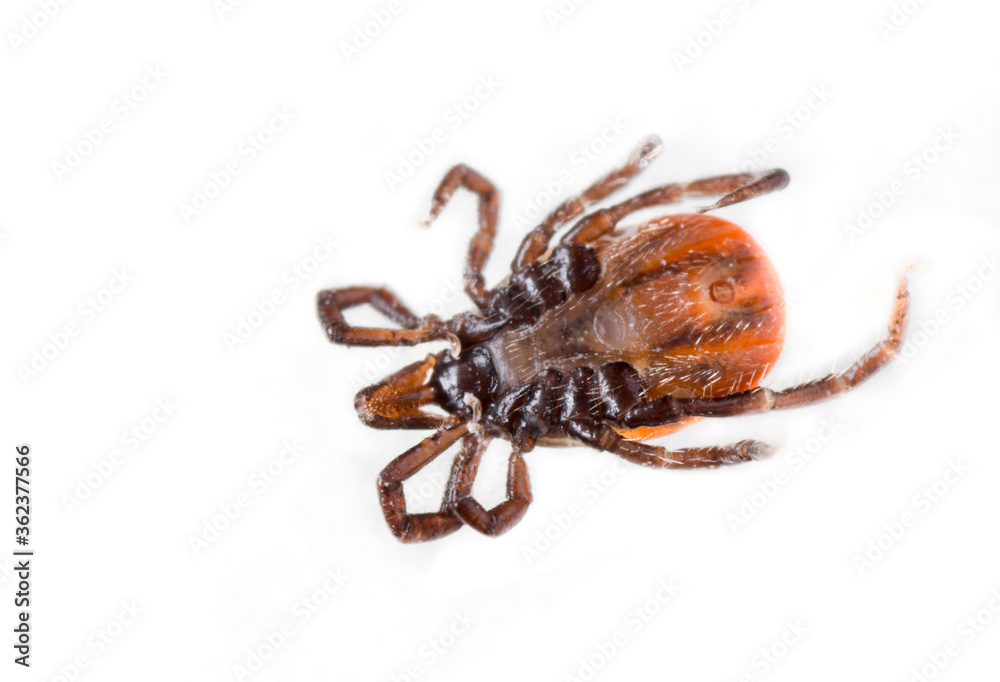 Ticks or Tics (Ixodida), also called hard or scale ticks, vector of pathogens that can cause lethal human and animal disease. Nasty parasites picked from dog after a walk in forest. Estonia, Europe. Ticks or Tics (Ixodida), also called hard or scale ticks, vector of pathogens that can cause lethal human and animal disease. Nasty parasites picked from dog after a walk in forest. Estonia, Europe.