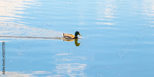 A duck is floating on the lake. A trace remains behind her. The blue sky is reflected in the water.