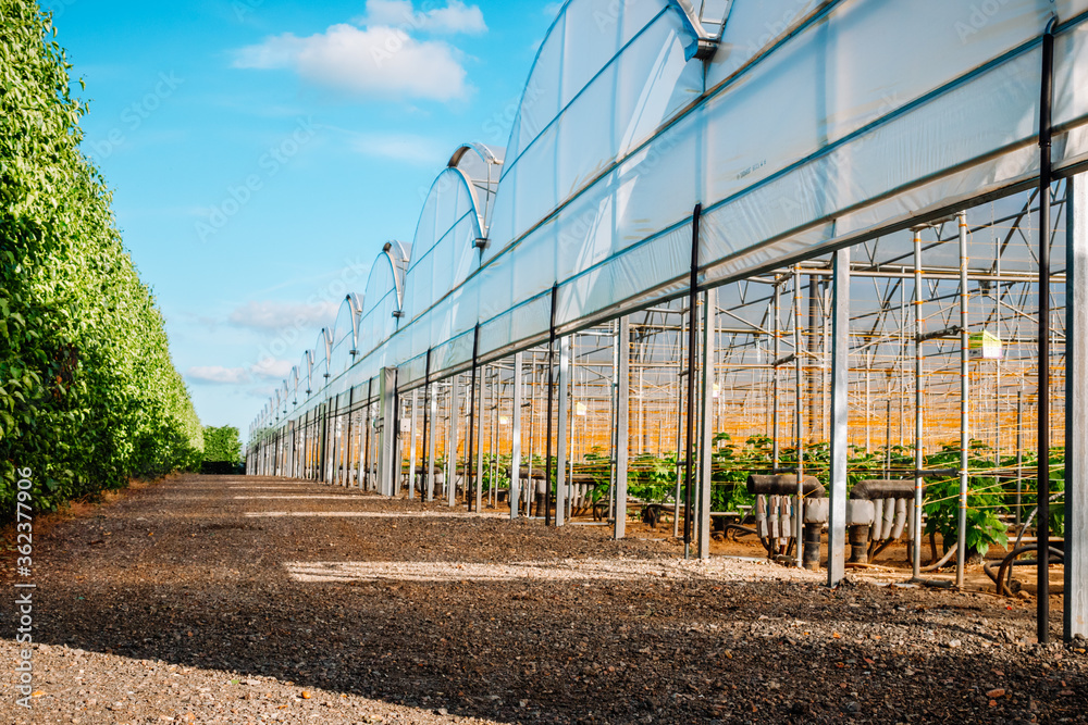 Obraz premium Large raspberry greenhouse