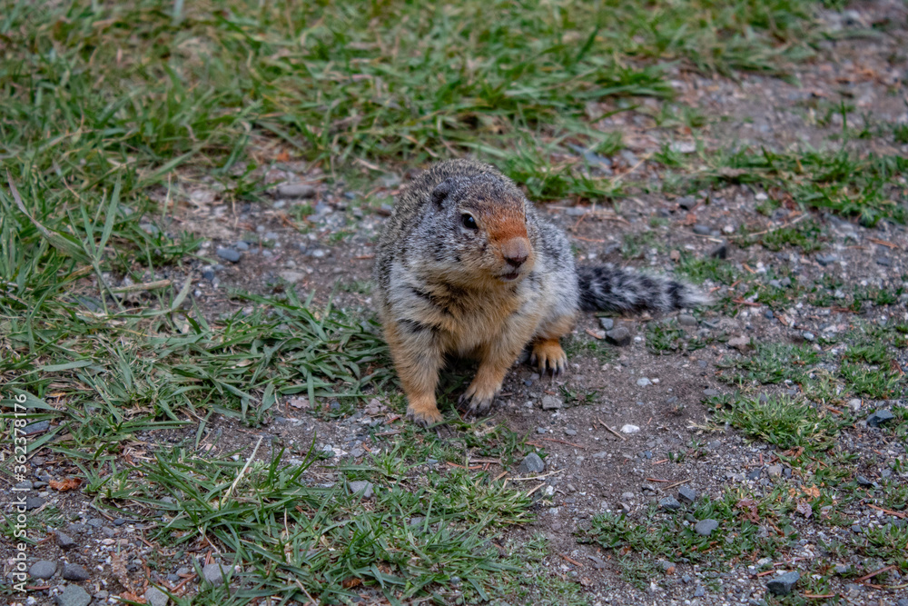 Confused squirrel Confused squirrel