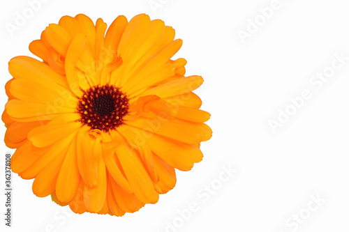 Marigold flower head, Calendula Officinalis, isolated on left hand side of a white background