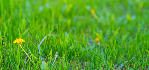 Dandelion on green grass background