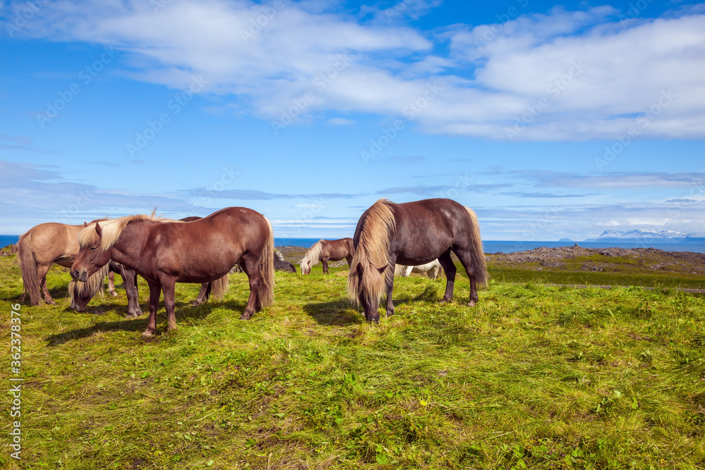  Herd of beautiful horses