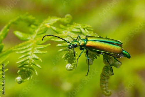 Escarabajo metálico en el helecho con fondo verde.