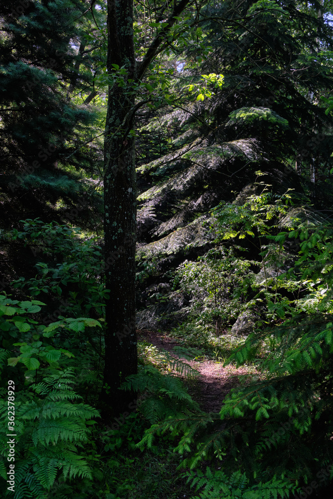 Narrow path crossing forest