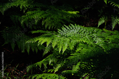 Bracken fern leaves in morning light