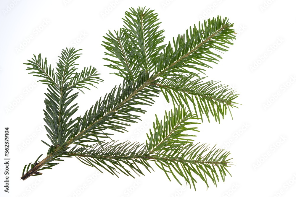 Nordmann fir tree needle conifer evergreen branch