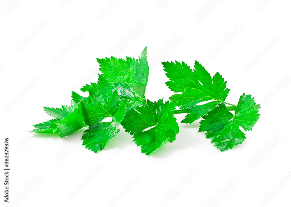 Fresh celery leaves isolated on a white background. Fresh celery leaves isolated on a white background.