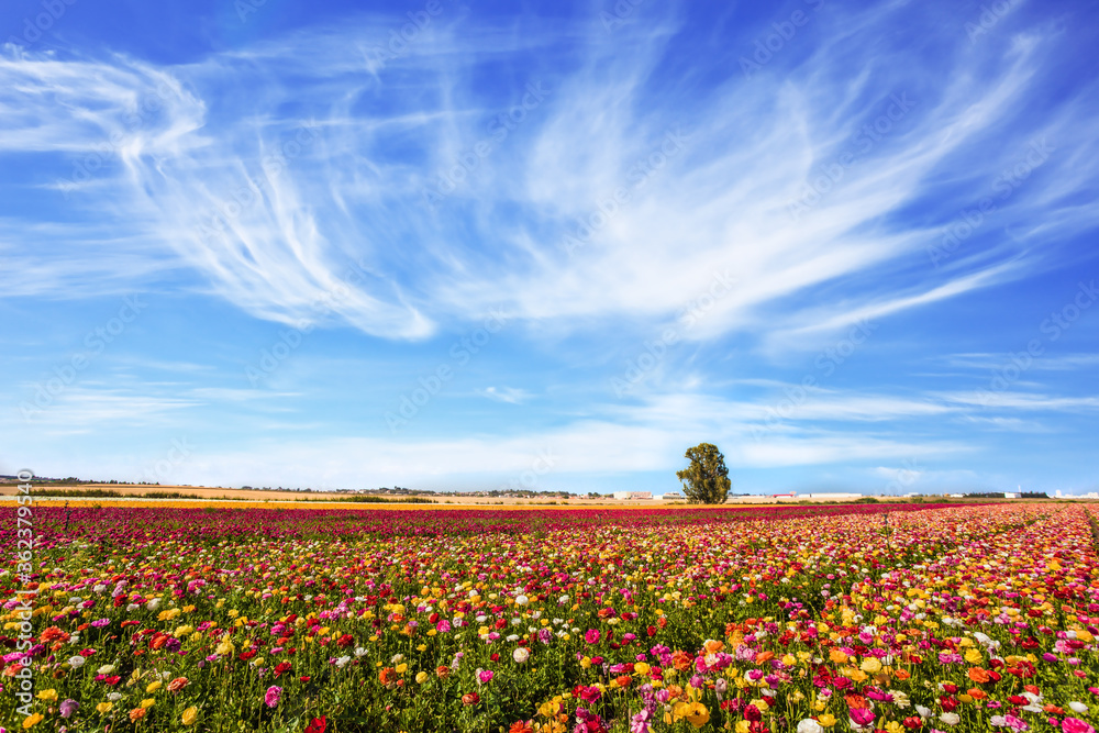 Field of flowering garden buttercups Field of flowering garden buttercups