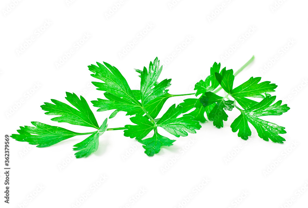 Fresh celery leaves isolated on a white background. Fresh celery leaves isolated on a white background.