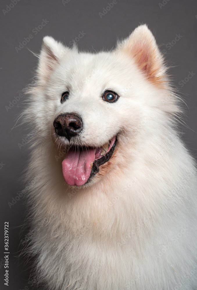 Portrait of a white Samoyed dog Portrait of a white Samoyed dog