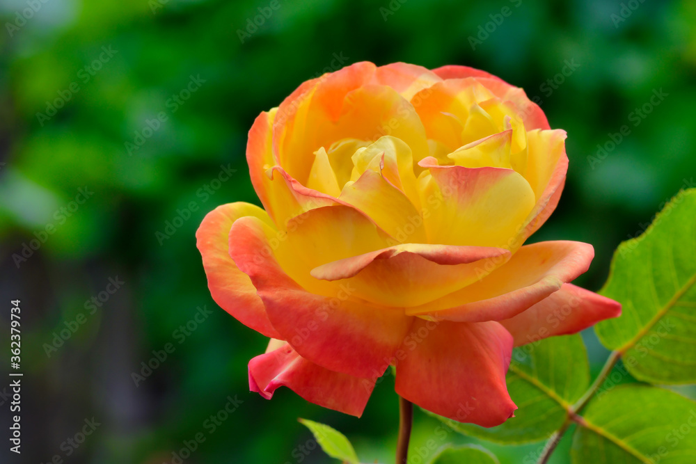Colorfull yellow with pink rose photo, made in Weert the Netherlands