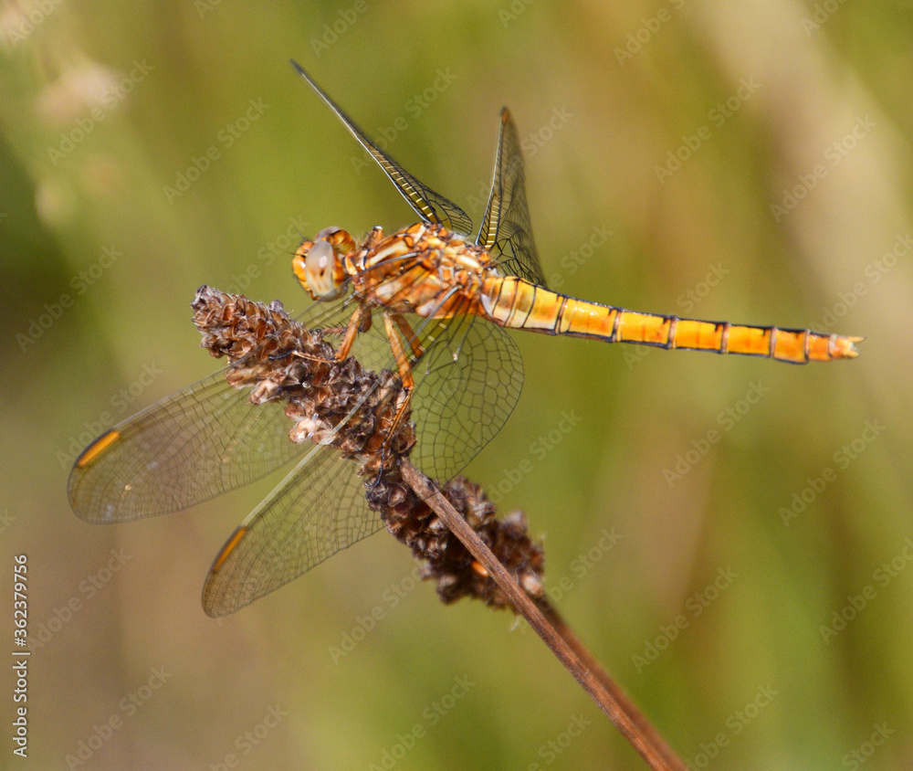 Yellow darter close up photo made in Weert the Netherlands