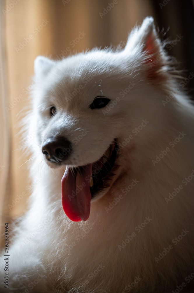 A happy white Samoyed dog at home