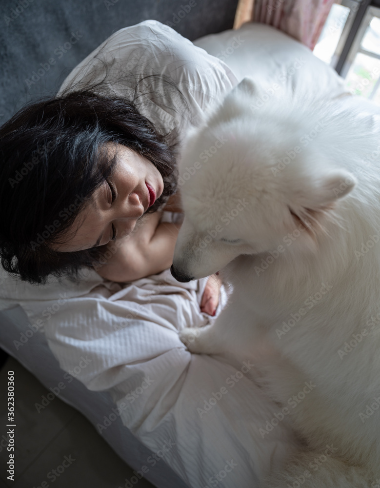 A Chinese woman plays a white Samoyed dog on her bed. A Chinese woman plays a white Samoyed dog on her bed.
