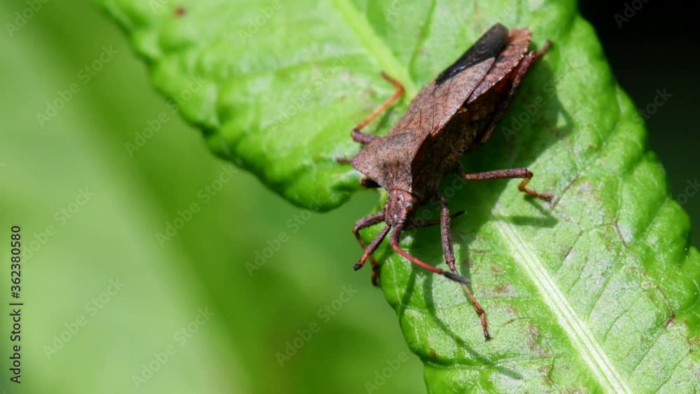 Dock Bugs on a leaf. His Latin name is Coreus marginatus. Dock Bugs on a leaf. His Latin name is Coreus marginatus.