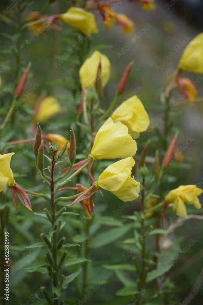 Evening primrose Evening primrose