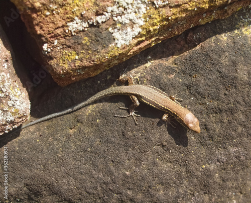 Killespark Stuttgart in Germany - closeup of wall lizards on the cliffs photo