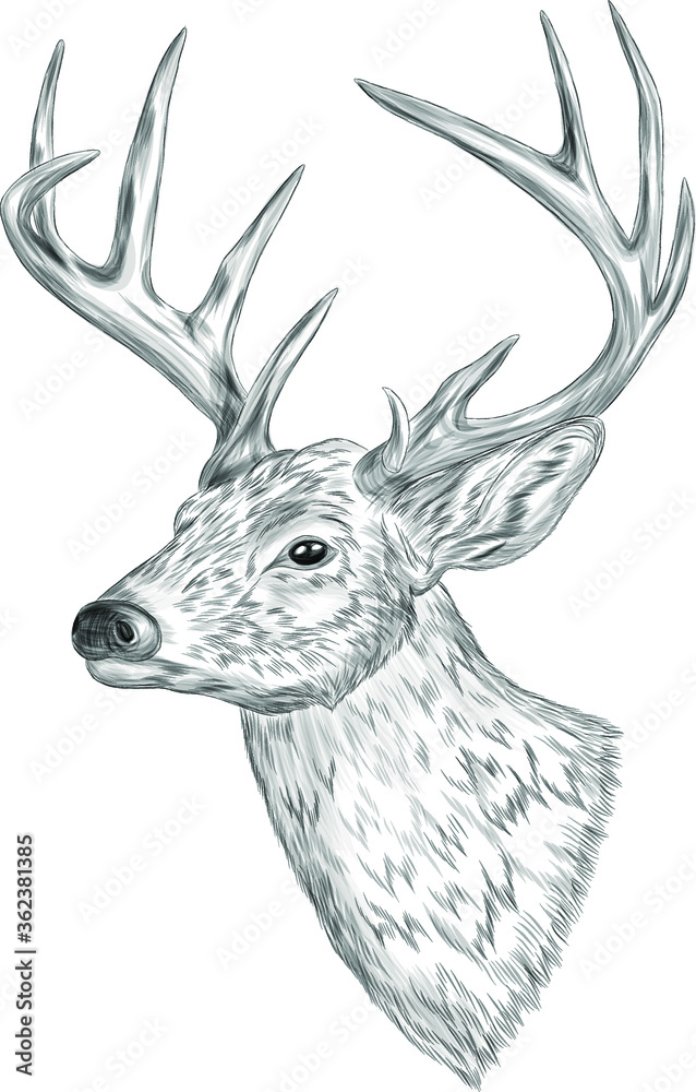 Naklejka premium deer head with big horns black and white coloring sketch vector illustration print tattoo