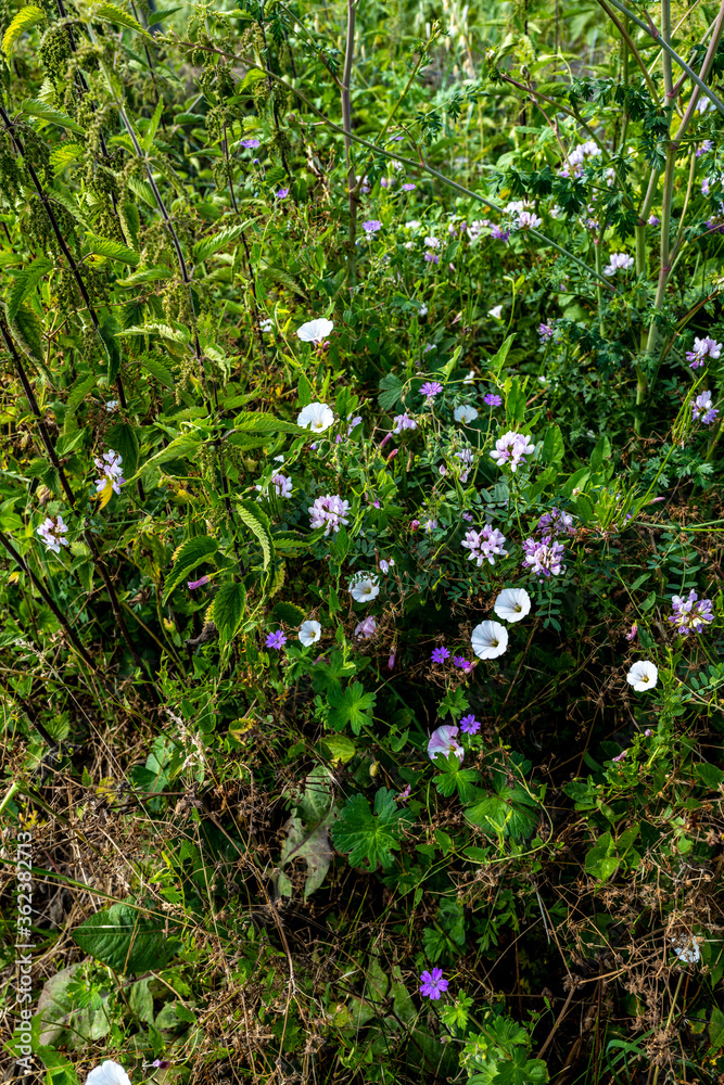 fleurs des prés mauves et blanches fleurs des prés mauves et blanches