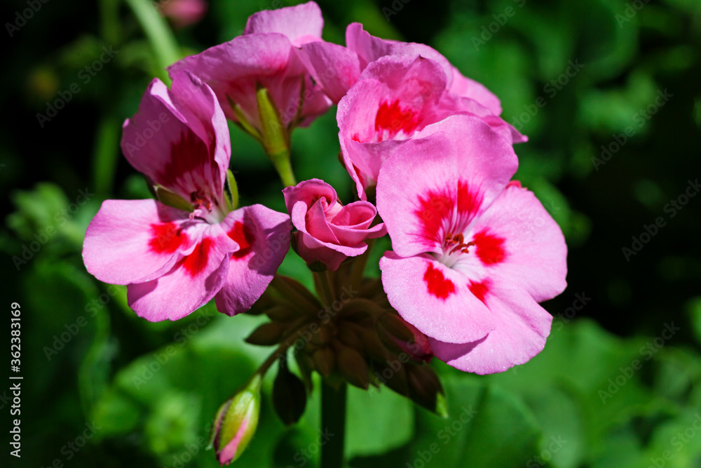 intensely pink flowers found at greenhouses intensely pink flowers found at greenhouses