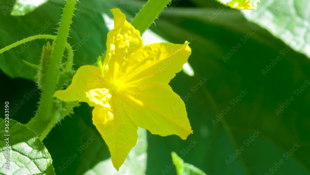 Young little green cucumber with a flower on the end.