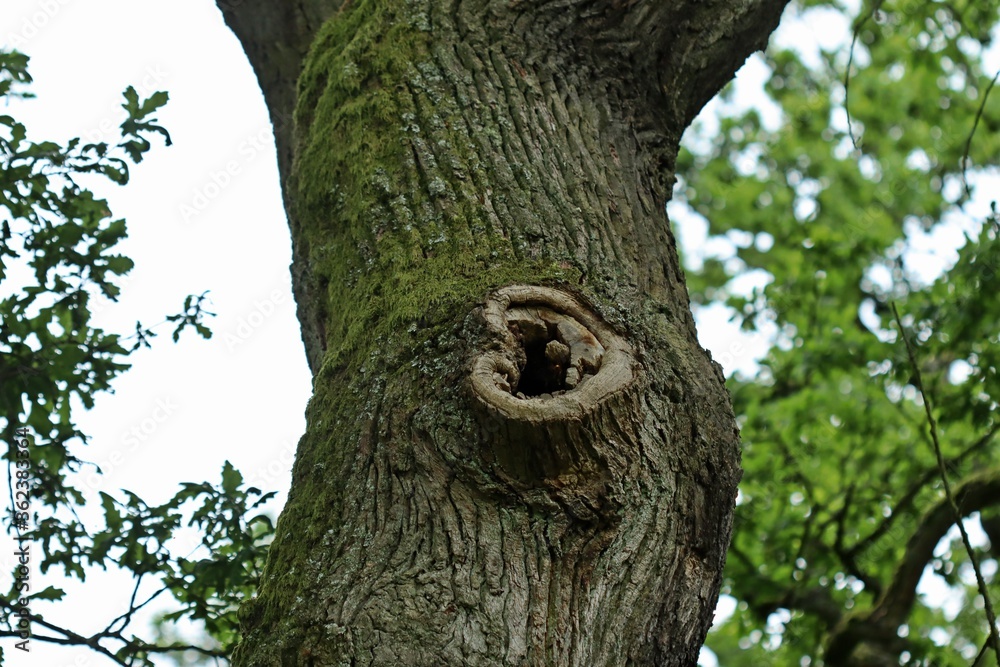 Hornissennest in hohler alter Eiche. Hornissennest in hohler alter Eiche.