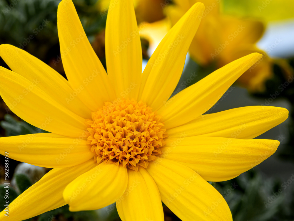 Yellow daisy flower closeup in natural light. Yellow daisy flower closeup in natural light.