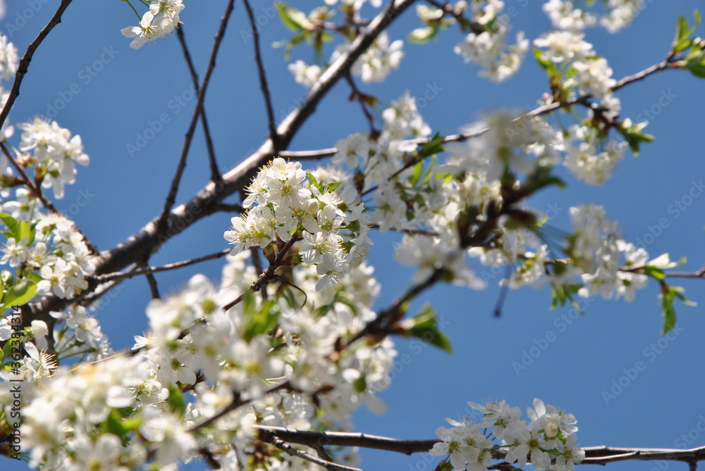 blooming cherry tree blooming cherry tree