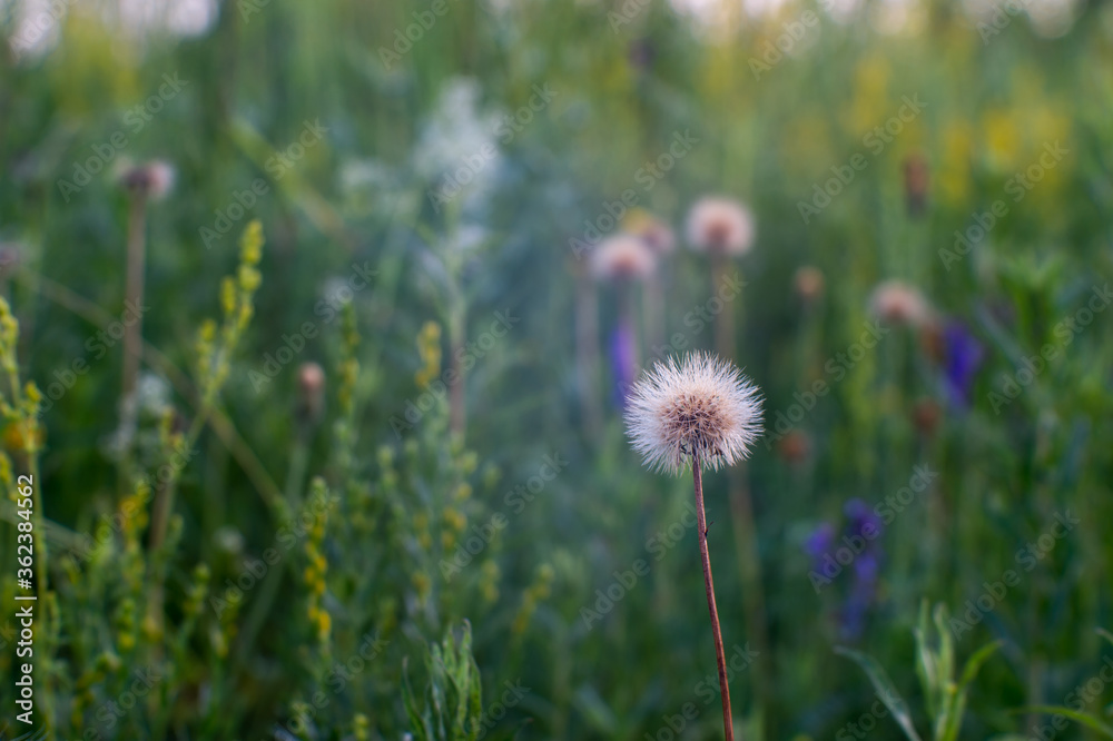 A green meadow in full bloom in the summer twilight with a white fluffy dandelion in the foreground