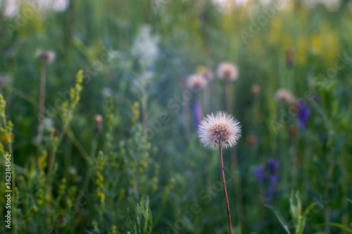 A green meadow in full bloom in the summer twilight with a white fluffy dandelion in the foreground