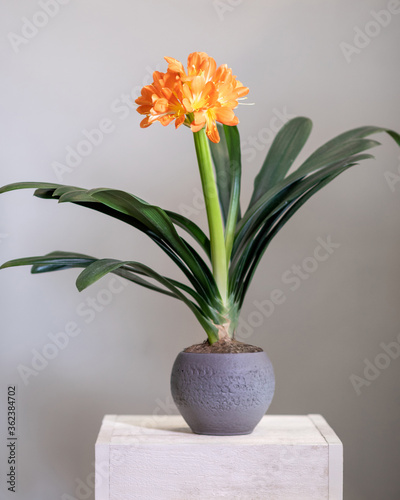 Clivia, Amaryllidaceae flower plant in silver pot photo