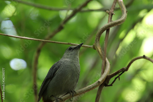 Catbird in a tree