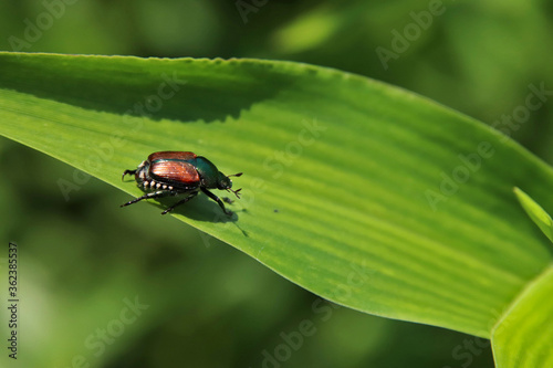 Tela Japanese beetle on a leaf