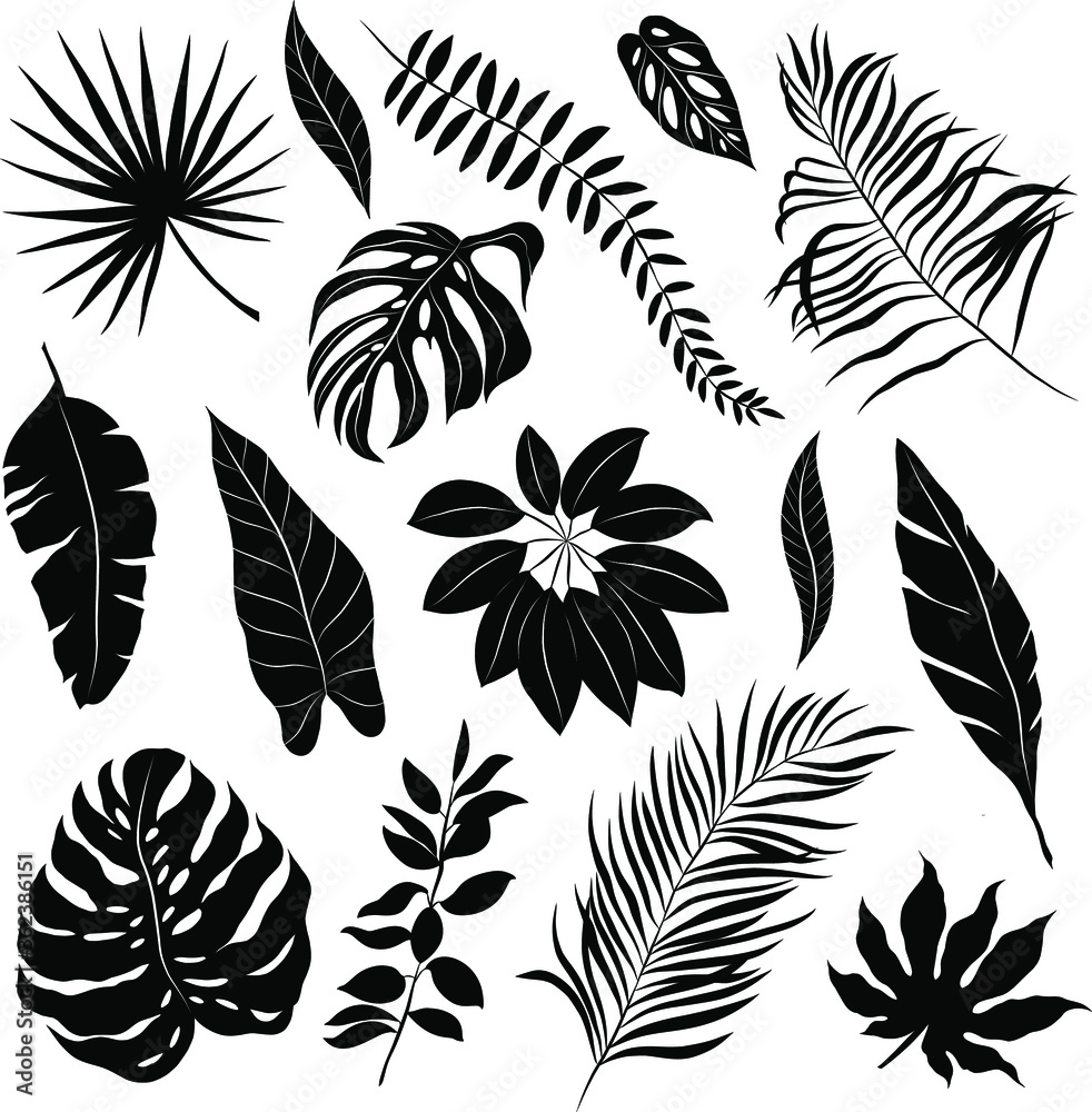 palm leaves set black and white vector illustration palm leaves set black and white vector illustration