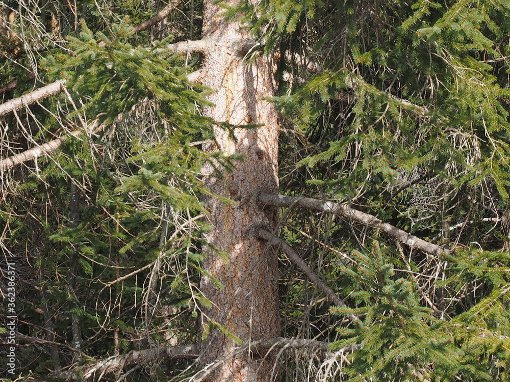 baumsterben, luftverschmutzung baumsterben, luftverschmutzung