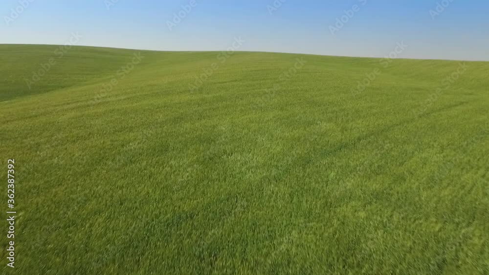 Flt over the green wheat field - Summer landscape with green grass Flt over the green wheat field - Summer landscape with green grass