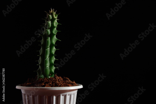 succulent plant with black background, Huernia schneideriana photo