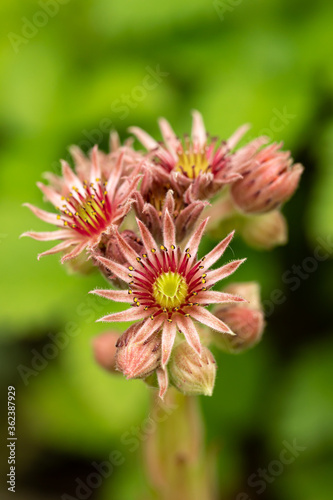 Flowering moss. Flowering exotic plant. The flower blooms in star shape. The plant blooms on a blurred green natural background. photo