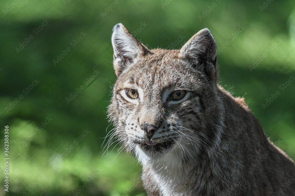 Bobcat in the wilderness of Germany